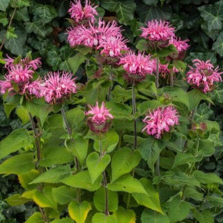 Monarde bee lieve