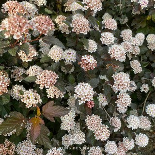 Physocarpus opulifolius diabolo