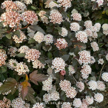 Physocarpus opulifolius diabolo