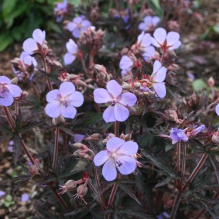 Geranium pratense Hocus Pocus