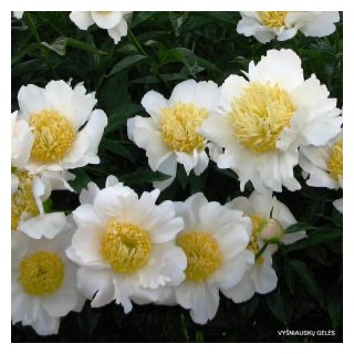 Pivoine moon of nippon