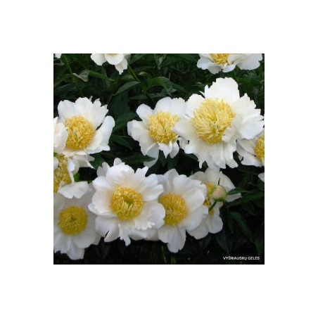 Pivoine moon of nippon