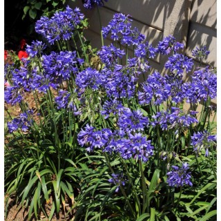 Agapanthus ever sapphire