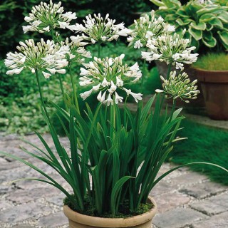Agapanthus ever white
