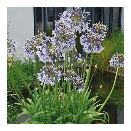 Agapanthus fireworks