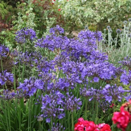 Agapanthus royal velvet