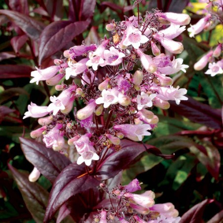 Penstemon dark towers