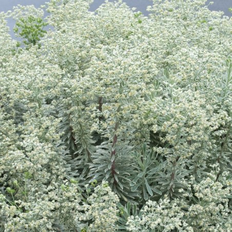 Euphorbe Silver swam