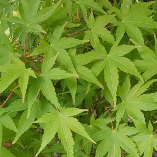 Acer palmatum