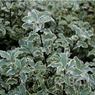 Pittosporum tenui variegata