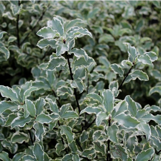 Pittosporum tenui variegata
