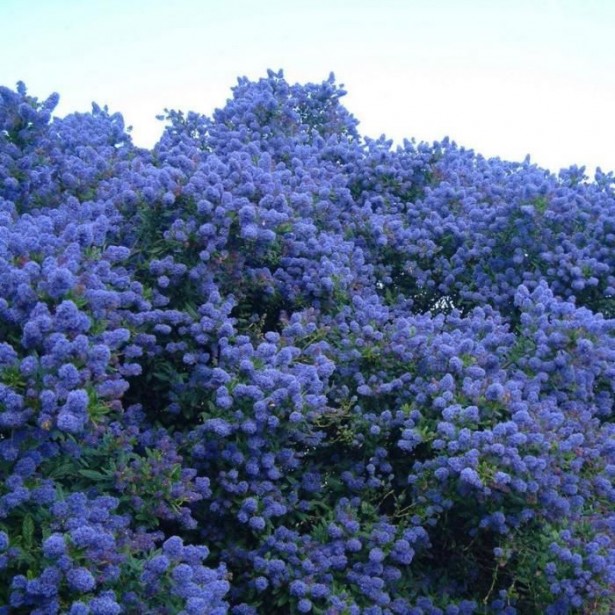 Ceanothus concha