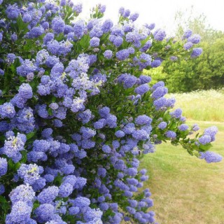 Ceanothus Skylark