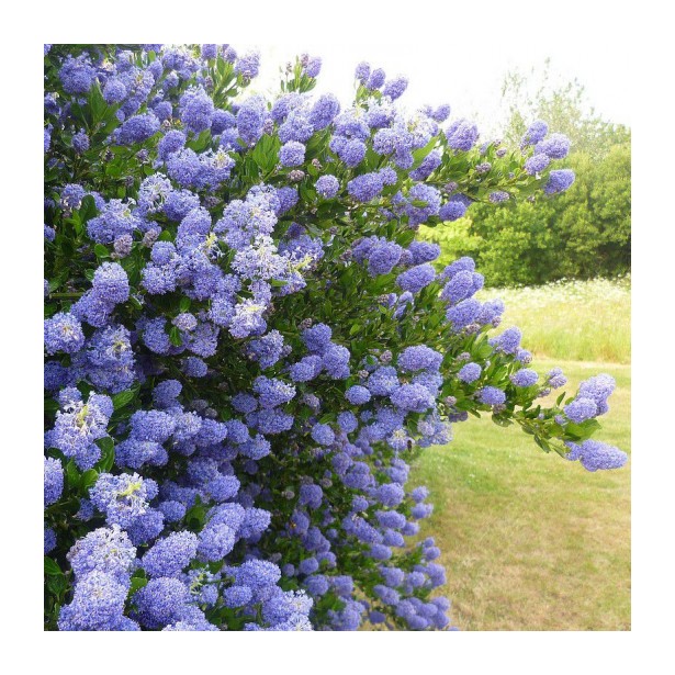 Ceanothus Skylark