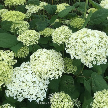 Hydrangea arborescens Annabelle