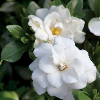 Gardenia double mint