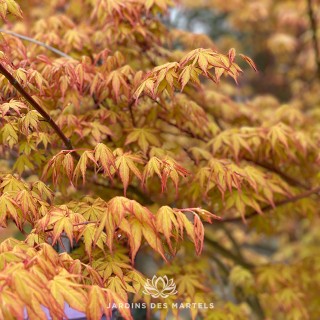 Acer palmatum katsura