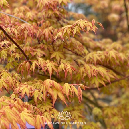 Acer palmatum katsura