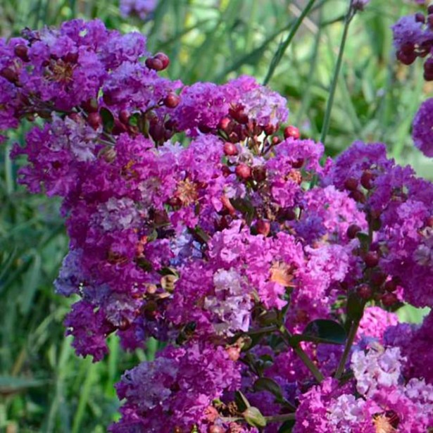 Lagerstroemia indica violet d'été
