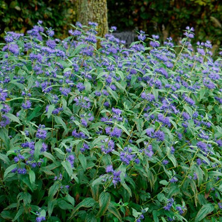 Caryopteris blue empire