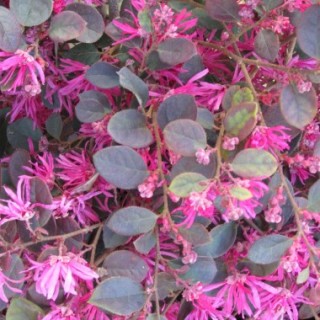 Loropetalum chinensis pipa's red
