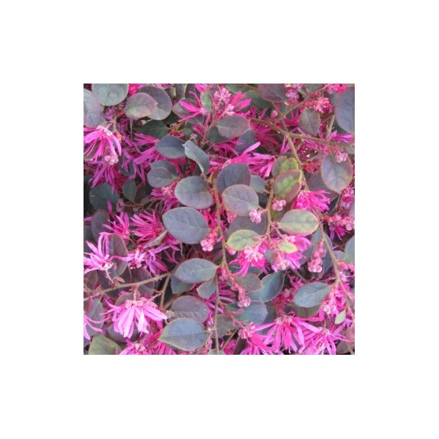 Loropetalum chinensis pipa's red