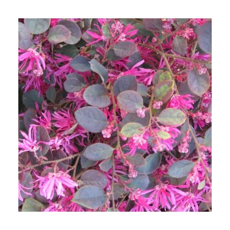 Loropetalum chinensis pipa's red