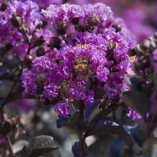 Lagerstroemia indica black purely purple