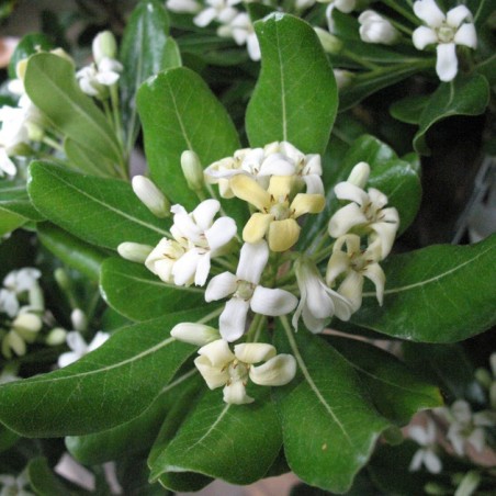 Pittosporum tobira