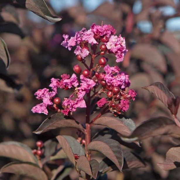 Lagerstroemia indica black shell pink