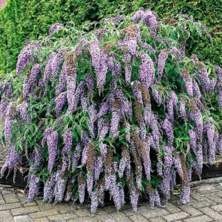 Buddleia wisteria lane