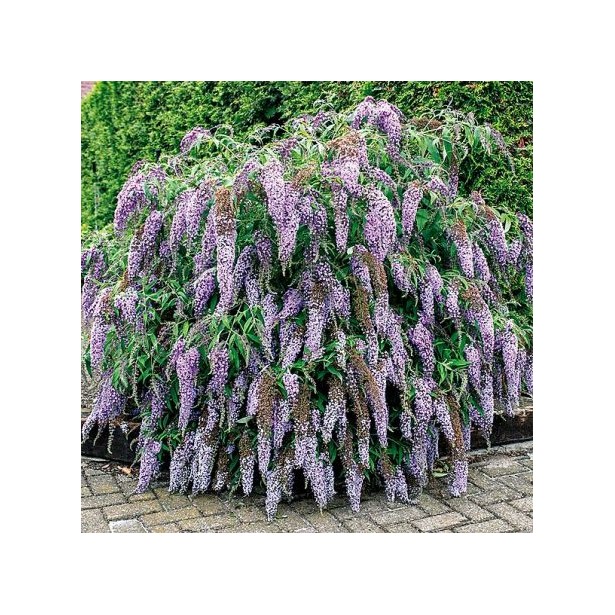 Buddleia wisteria lane