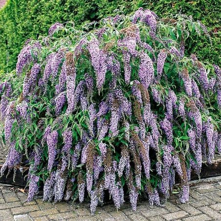Buddleia wisteria lane