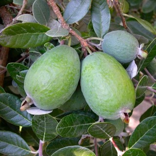 Feijoa sellowiana mammouth