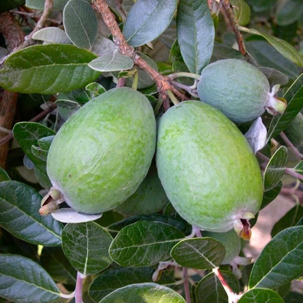 Feijoa sellowiana mammouth