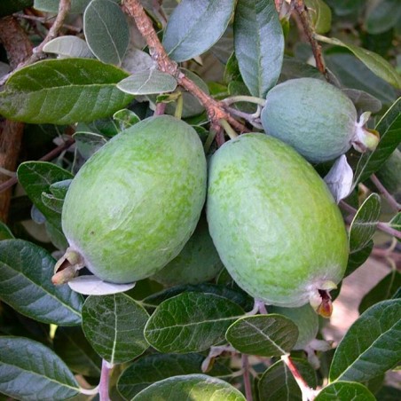 Feijoa sellowiana mammouth