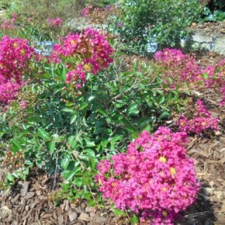 Lagerstroemia indica mimie fuchsia