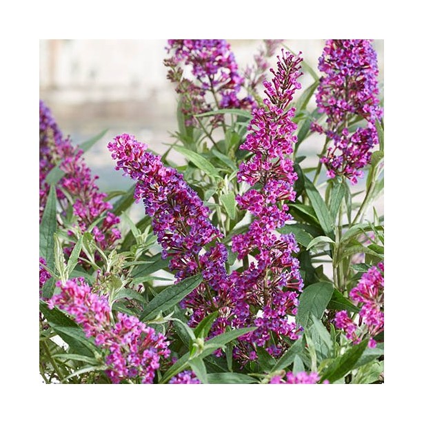 Buddleia butterfly tower