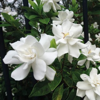 Gardenia x grandenia
