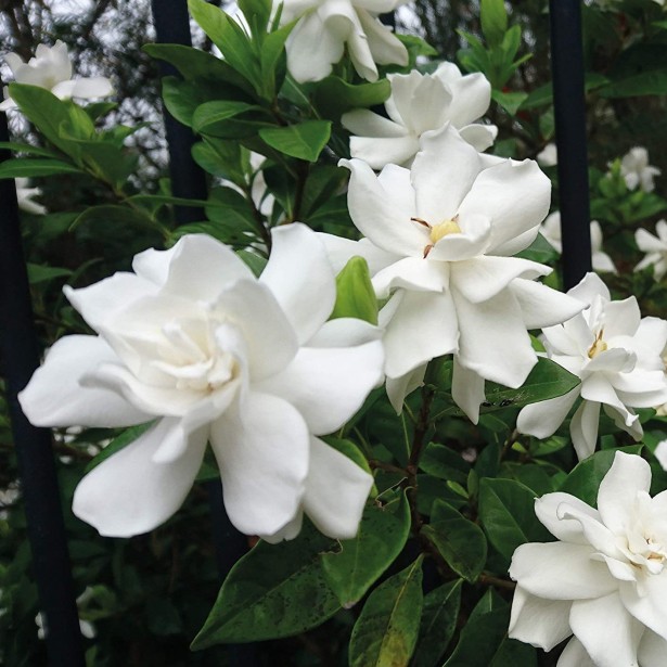 Gardenia x grandenia