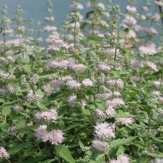 Caryopteris stephi