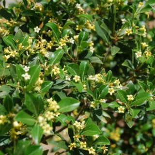 Pittosporum heterophyllum