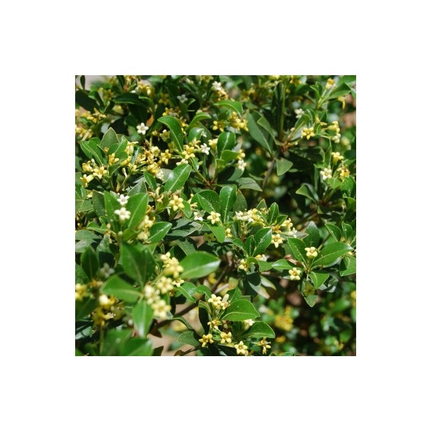 Pittosporum heterophyllum