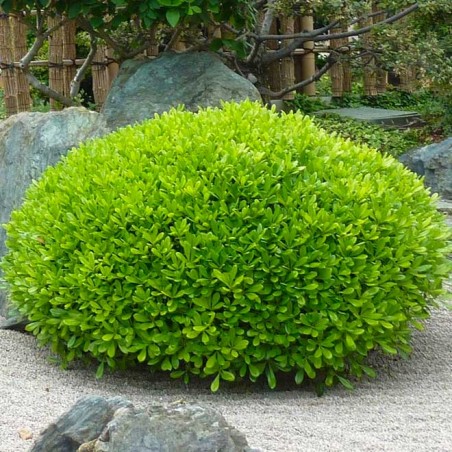 Pittosporum tobira nana