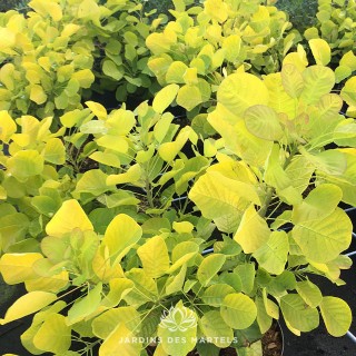 Cotinus Golden lady