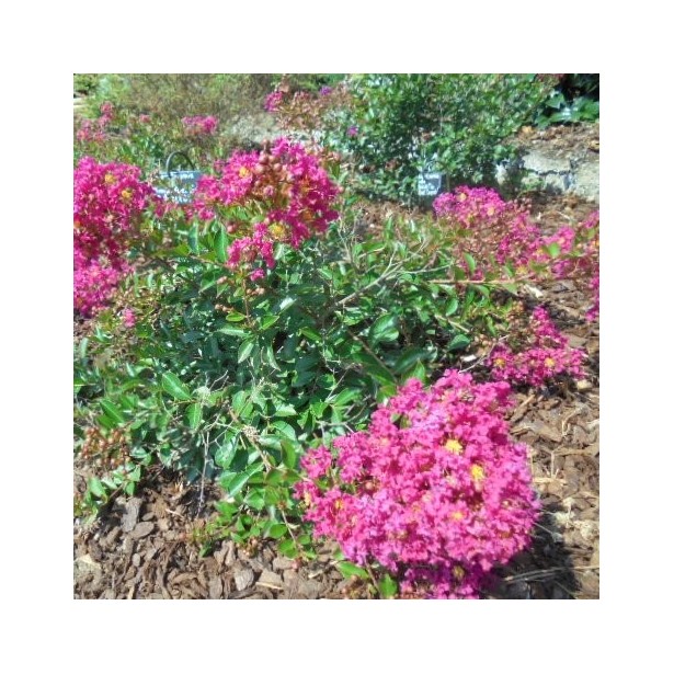 Lagerstroemia indica mimie fuchsia