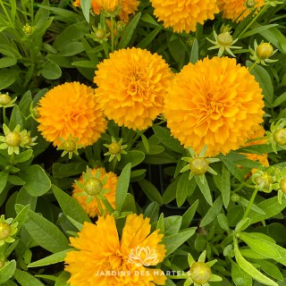 Coreopsis golden sphere