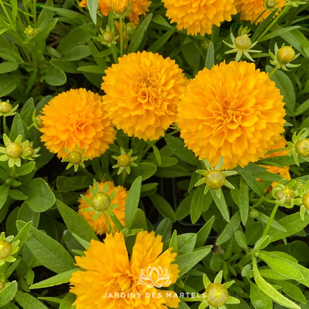 Coreopsis golden sphere