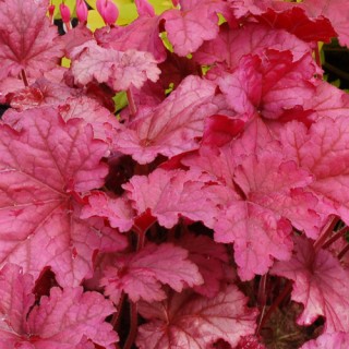 Heuchera berry smoothie
