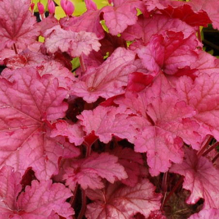 Heuchera berry smoothie
